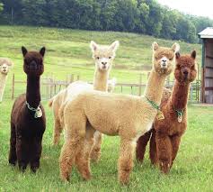 Alpacas