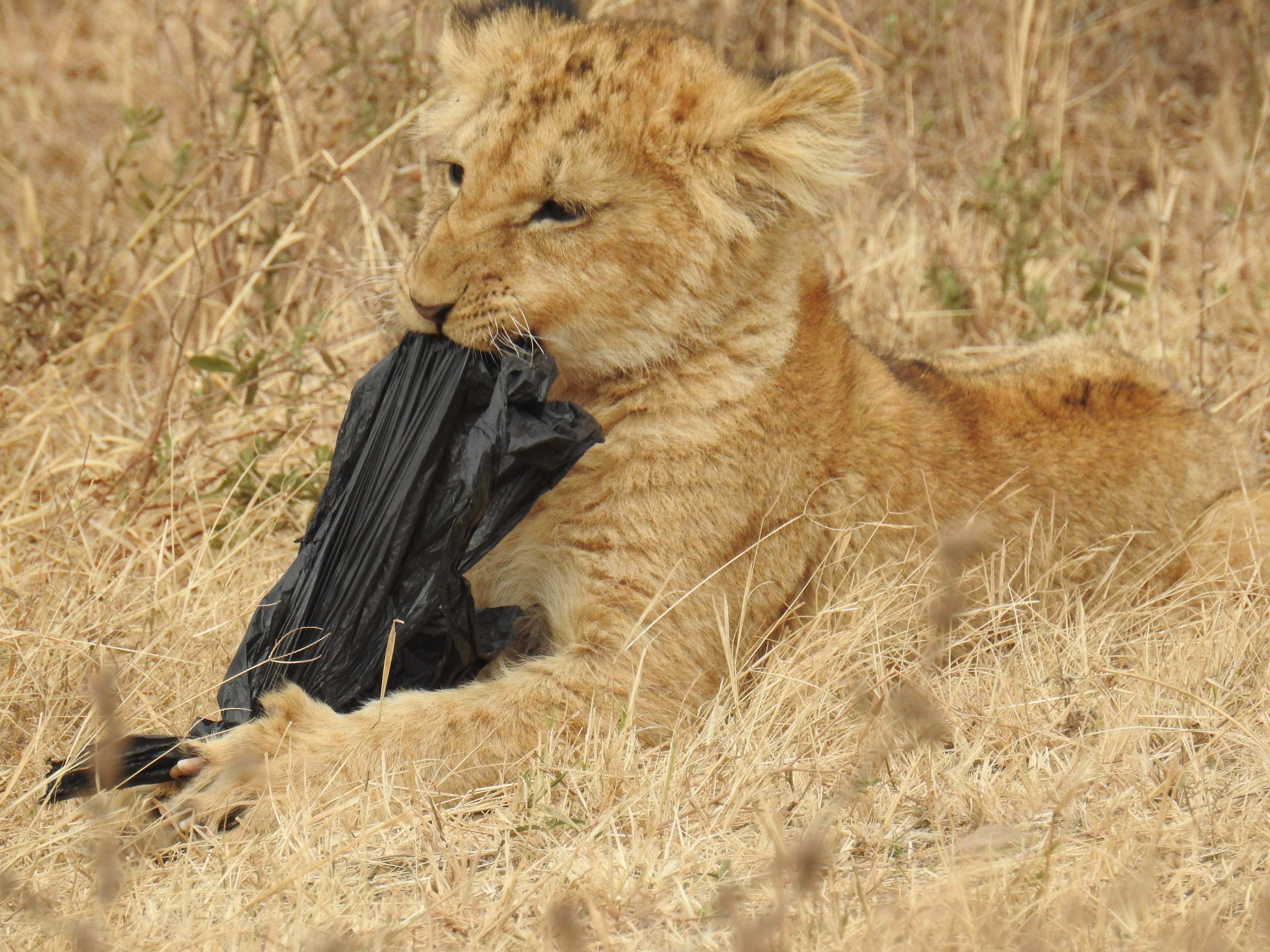 Cub_tearing_bag.jpg