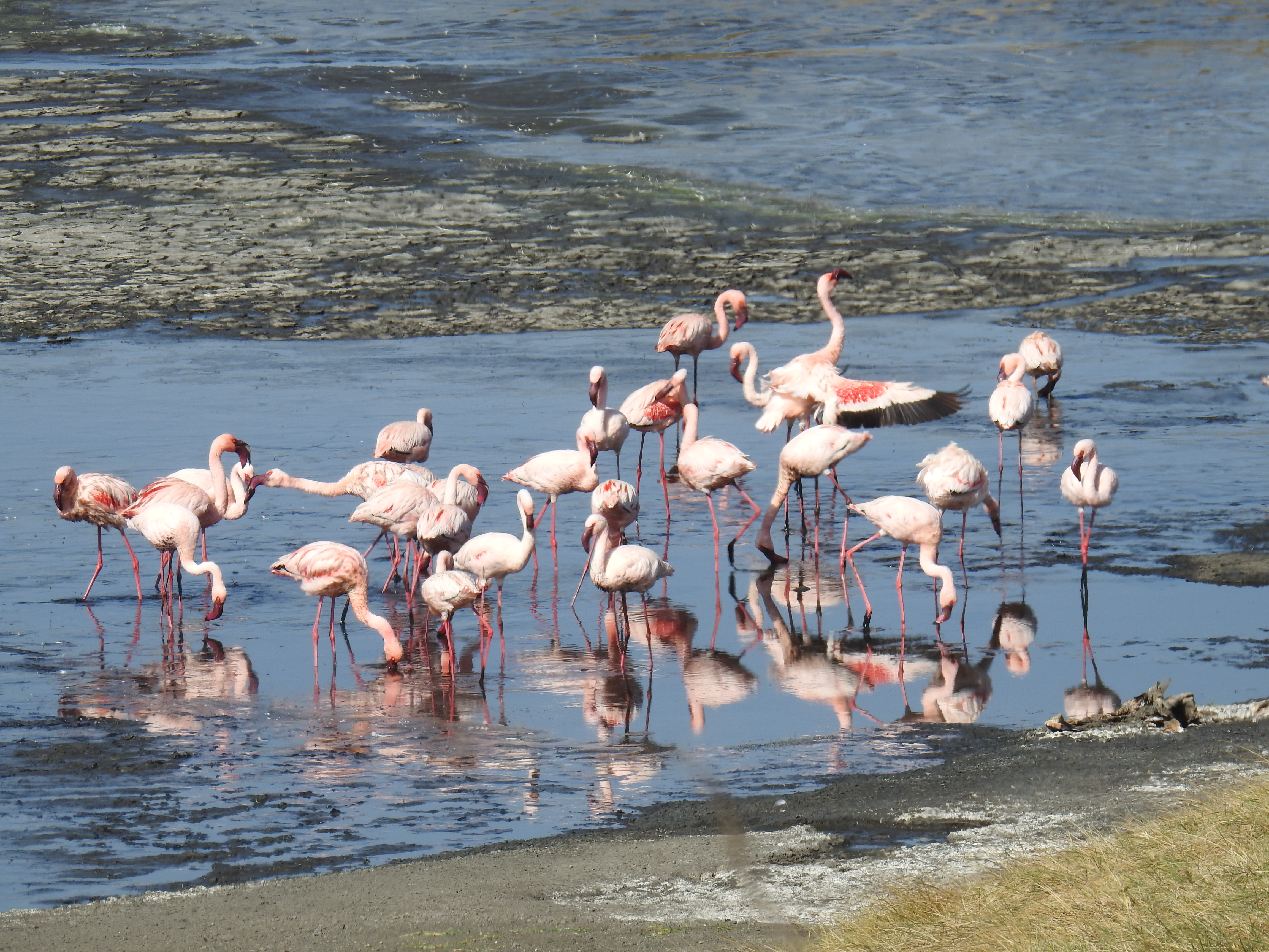 Flamingos.jpg