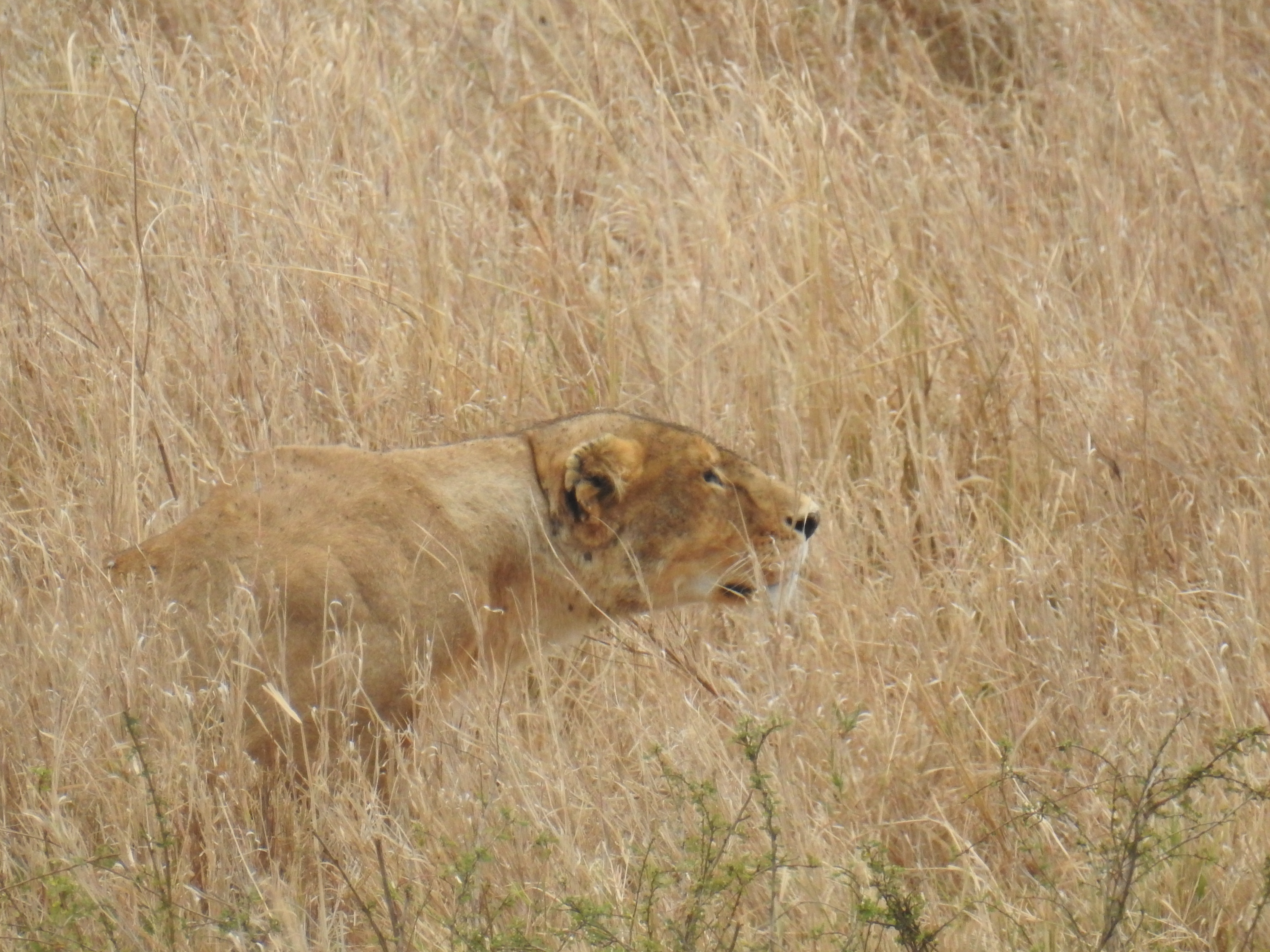 Lioness_focused.jpg