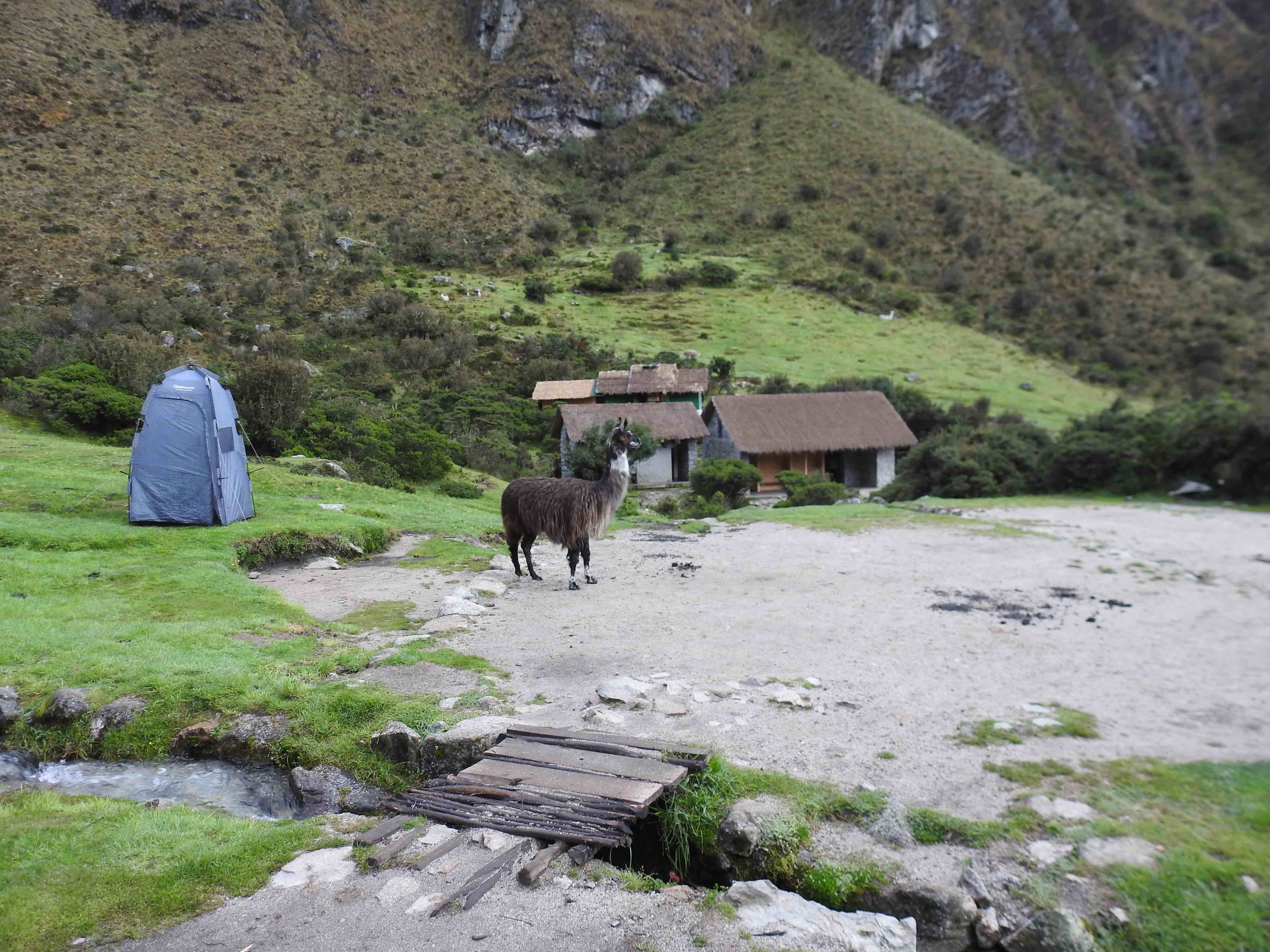 Llama near bathroom.jpg