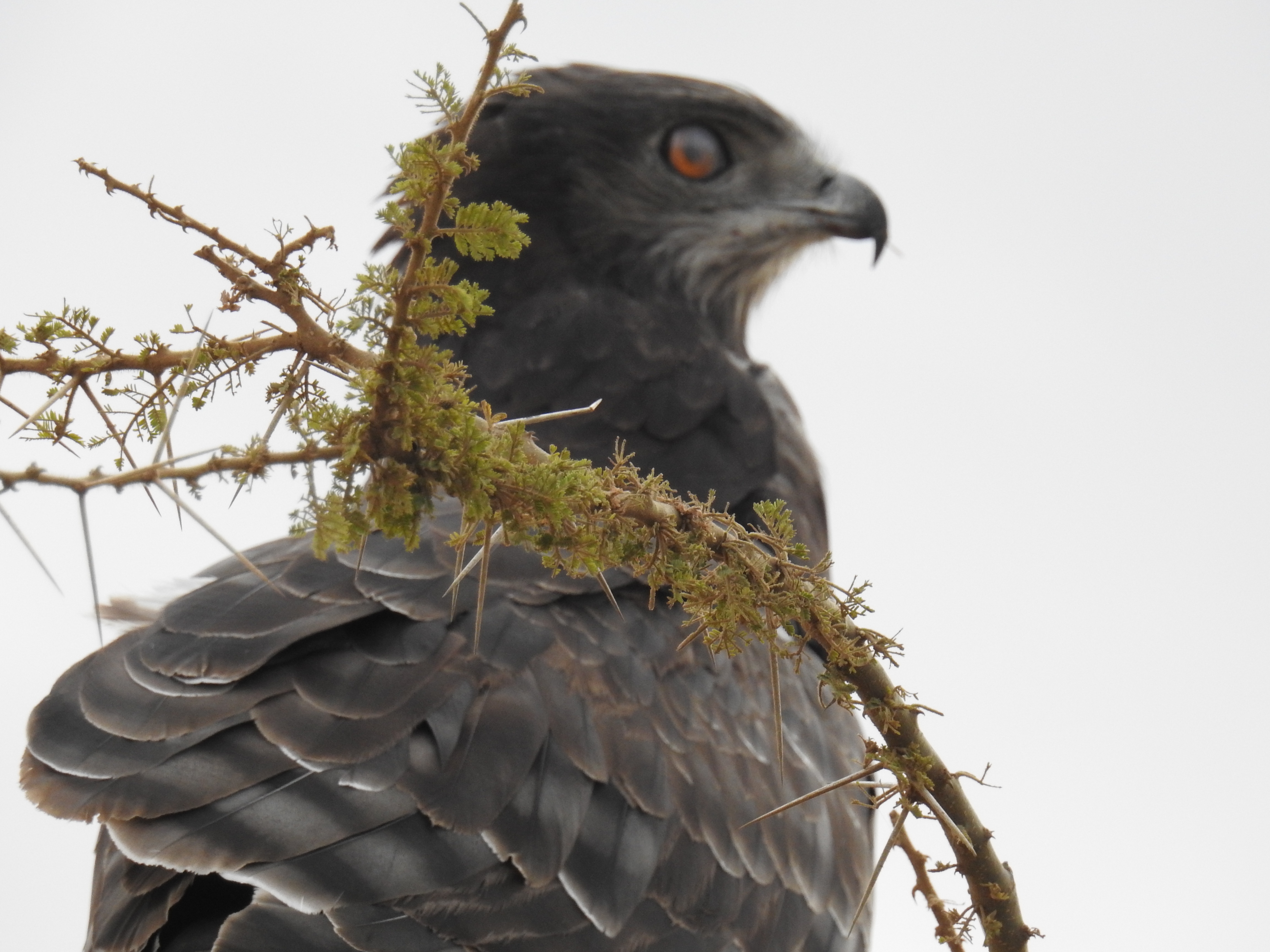 Raptor_profile2.jpg