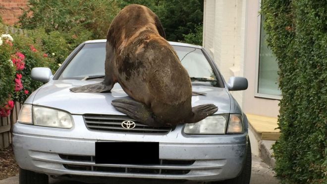 Seal on car.jpg