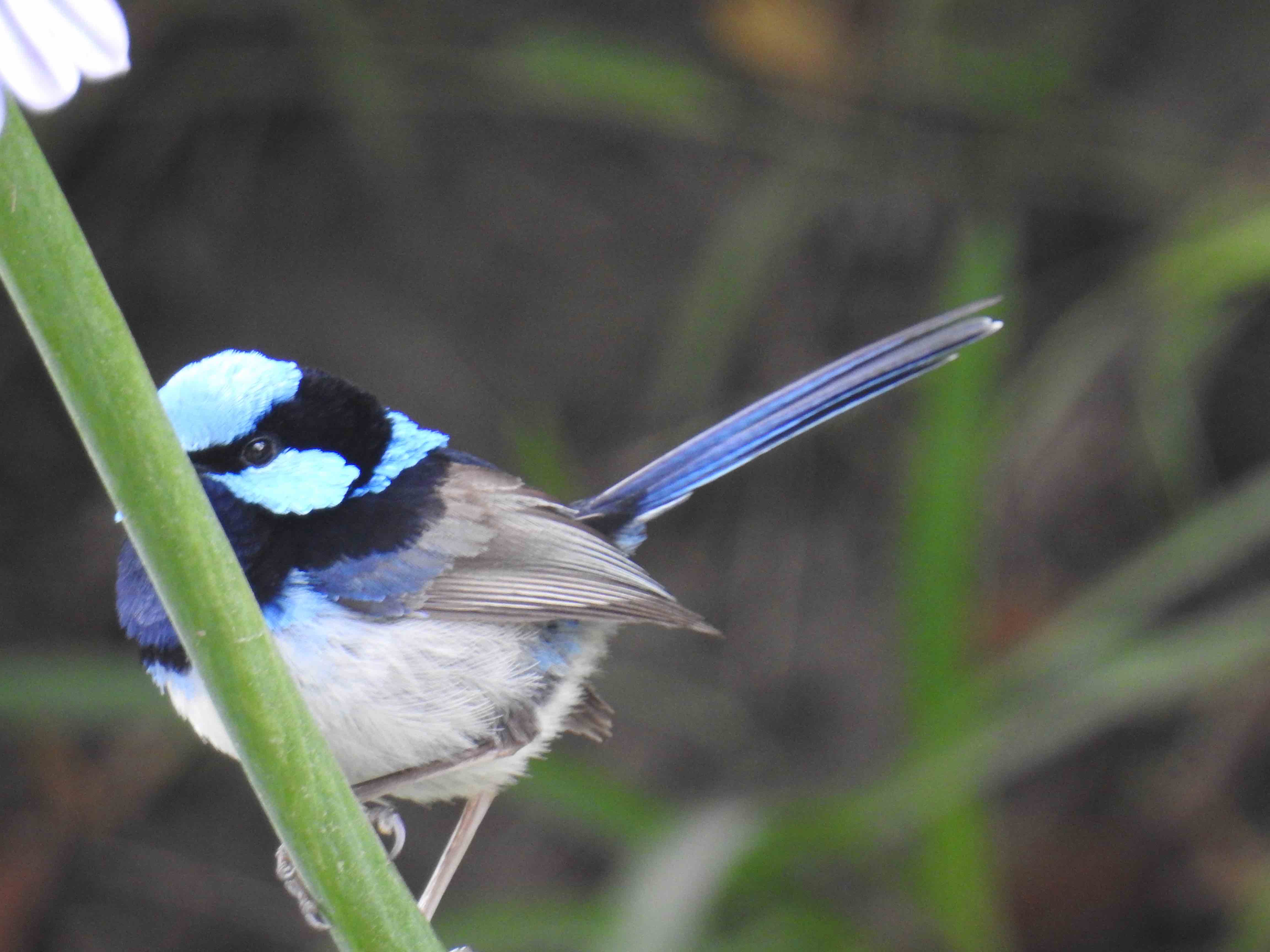 Small blue bird.jpg