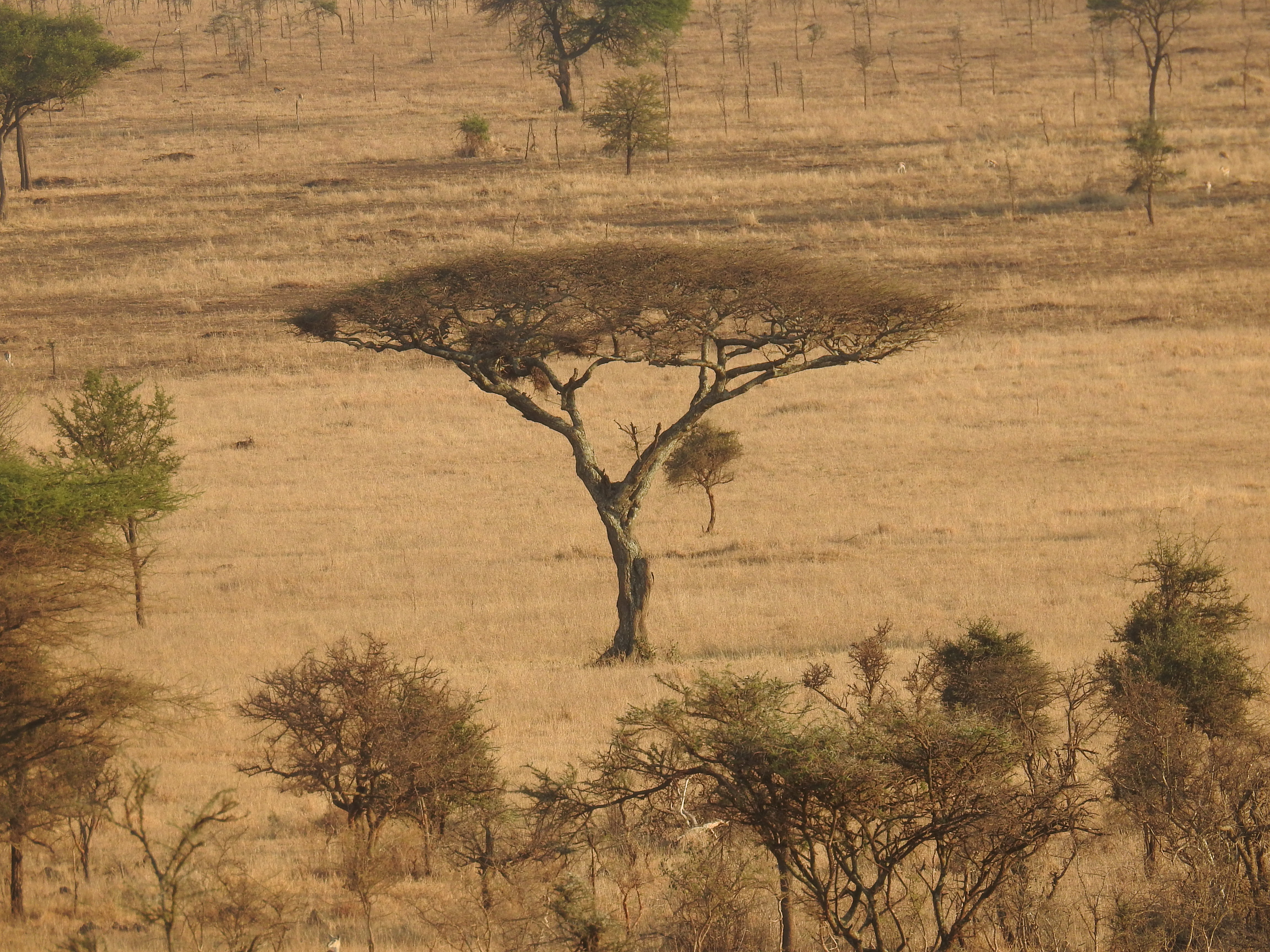 Tree_from_air.jpg