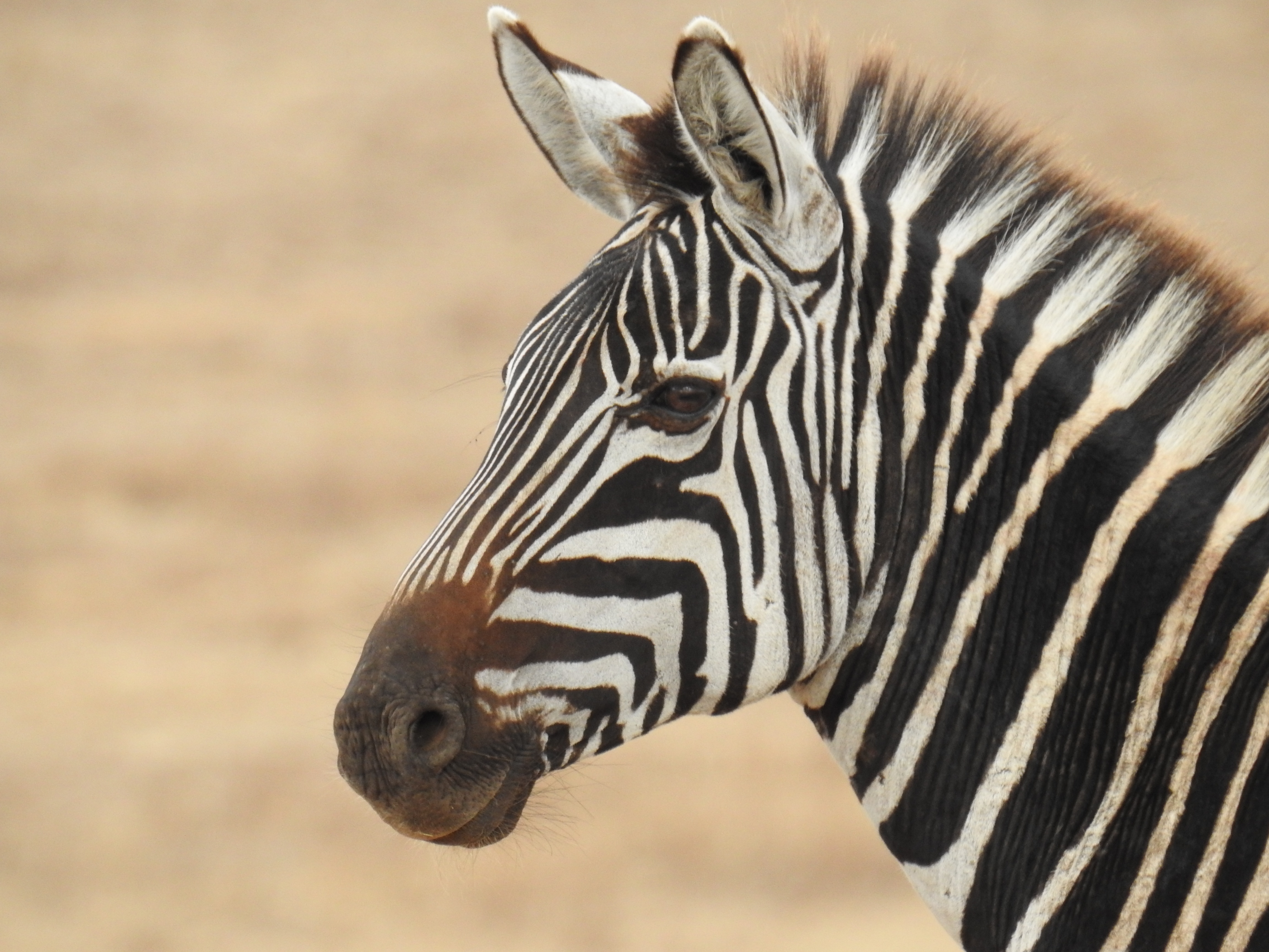 Zebra_profile.jpg